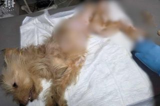Horror 8 psów z Jaworzna. Właścicielce grozi więzienie