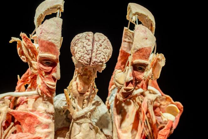 Kontrowersyjna wystawa Body Worlds wraca do Katowic. Zobaczymy ją w galerii Szyb Wilson