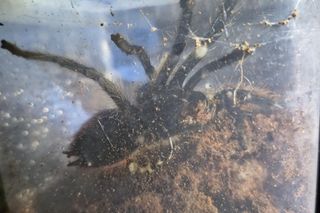 Koszmarne znalezisko w Krakowie. Żywe, jadowite pająki w koszu na śmieci!