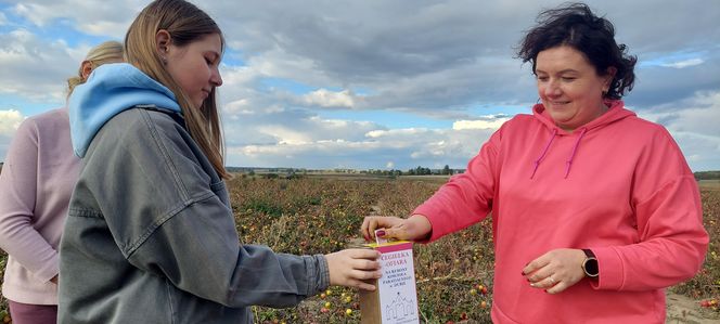 Samozbiory pomidorów na plantacji w Niewirkowie cieszą się powodzeniem