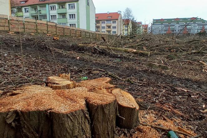 Przy ulicy Janosika wycięto dziesiątki drzew