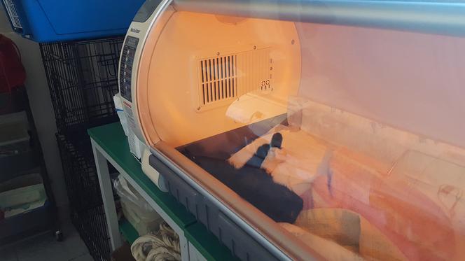 Inkubator dla małych zwierząt trafił do sosnowieckiego schroniska. Pozwoli uratować wiele maluchów [ZDJĘCIA, WIDEO]