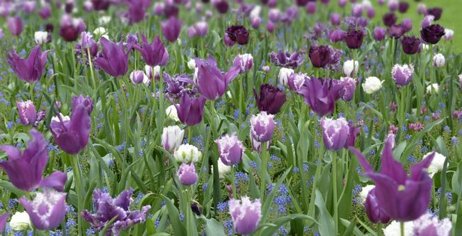 Tulipan
