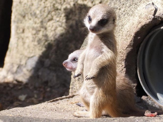 Surykatki w warszawskim ZOO oszalały ze szczęścia! To trzeba zobaczyć!