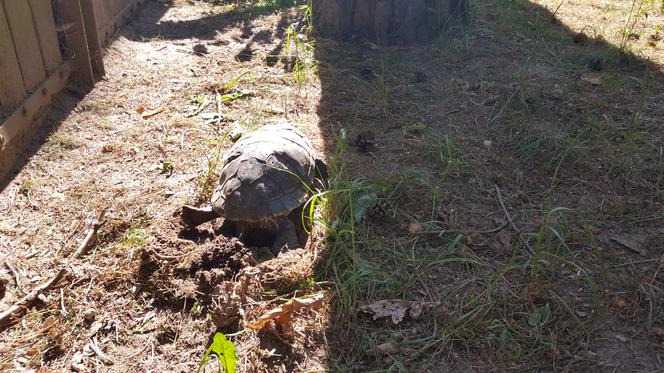 Światowy Dzień Żółwia