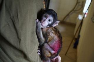 Jej mama zmarła 3 tygodnie po porodzie. Żadna z samic nie chciała się nią zajmować 