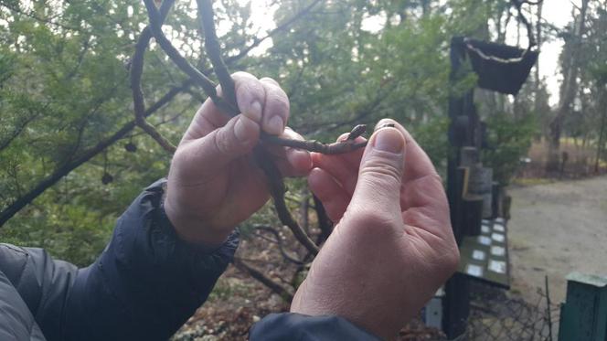 Pogoda oszalała! W Bydgoszczy rosną krokusy i przebiśniegi 