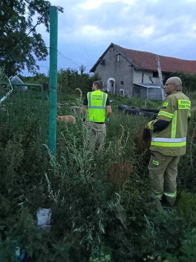 Farma grozy pod Lidzbarkiem. „Z miłości do zwierząt zgotowali im piekło”