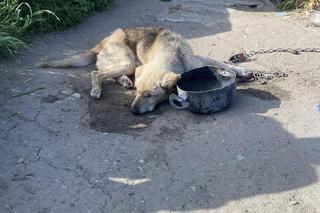 Pies słaniał się na nogach. Wstrząsająca interwencja Inspektoratu OTOZ Animals Braniewo [ZDJĘCIA]