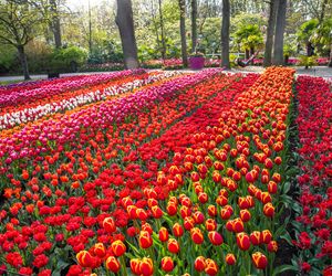 Ogród Keukenhof w Holandii