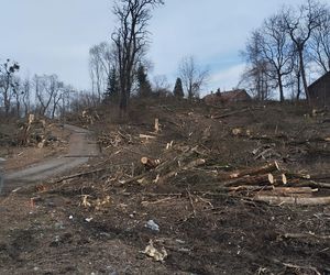 Kontrowersyjna wycinka drzew pod trasę N-Ś w Rudzie Śląskiej. Mieszkańcy: to jest fałszerstwo na duża skalę, to skandal