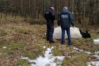 Strzegowo. Byk ZABIŁ właściciela! Agresywne zwierzę uciekło ze stodoły!