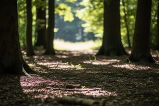 Atak nożem w Kampinosie. Co grozi Andżelice S. za brutalny atak na matkę?