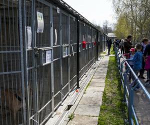 Chaos w schronisku na Paluchu. Wolontariusze skarżą się na dyrekcję do prezydenta