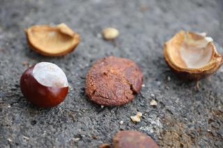 Początek jesieni w Parku Ludowym w Lublinie