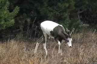 Łaciata sarna widziana na Mazurach! [ZDJĘCIA]