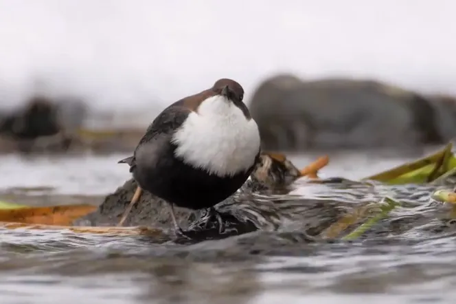 Ten ptak potrafi wskakiwać do wody i nurkować! Można spotkać go zimą w Polsce! 