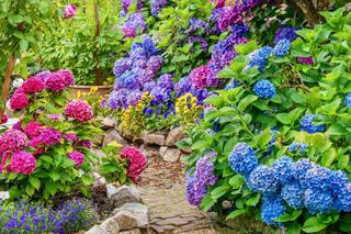 Hortensja ogrodowa - jak dbać o hortensje, by pięknie kwitły i cieszyć się kolorami?