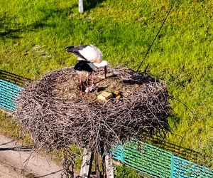 Bocian Krutek z Krutyni: od samotnika do samca alfa.