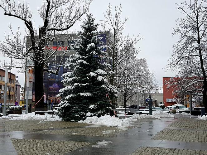 Przed ratuszem pojawiło się już świąteczne drzewko