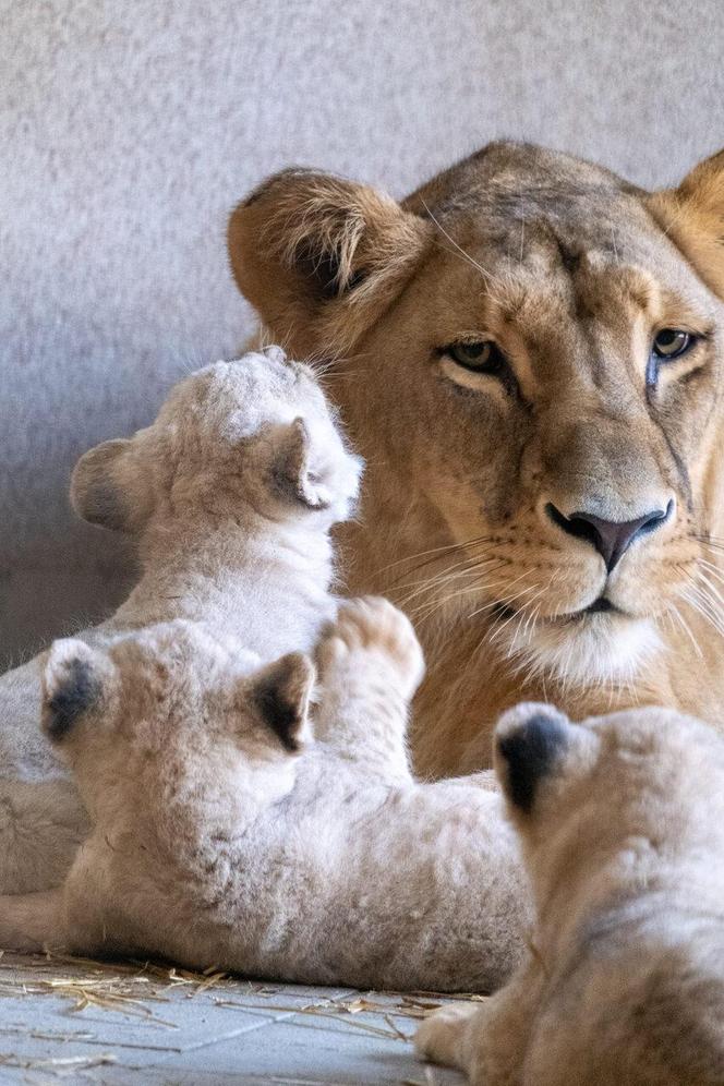 W Śląskim Ogrodzie Zoologicznym przyszły na świat cztery lwiątka! 