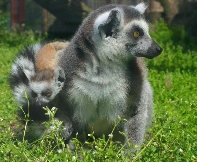 Tak wyglądają zwierzęta mieszkające w śląskim ZOO
