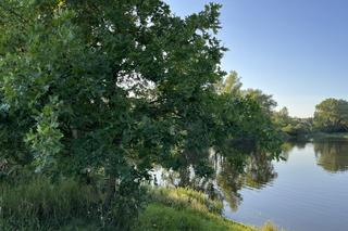 Wyjątkowe miejsce w Poznaniu. Staw Młyński i użytek ekologiczny Łęgi Potoku Różanego
