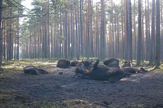 Stado żubrów w woj. lubelskim jest coraz liczniejsze