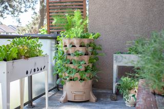 Warzywnik pionowy - mini ogród warzywny na balkon i taras