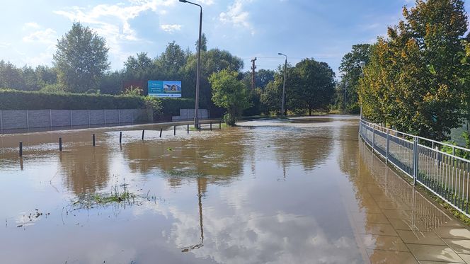 Stabłowice. Tak ratowali gołębie z działek