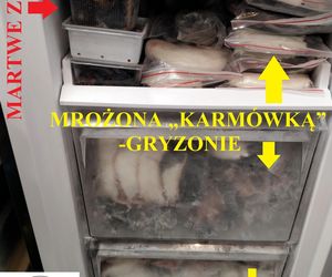 Dramatyczna interwencja w sklepie zoologicznym na Śląsku. Zwierzęta przetrzymywane w skandalicznych warunkach