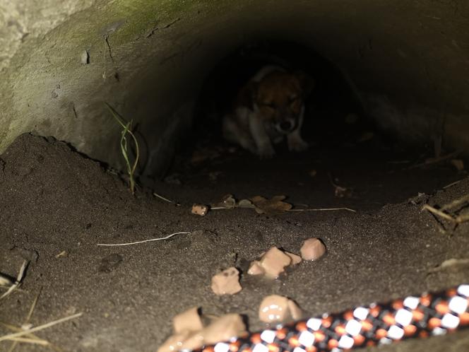 Szczeniak uwięziony w rurze kanalizacyjnej! Fuksa uratowali strażacy i wolontariusze