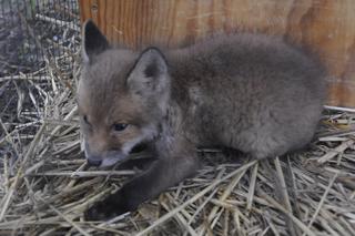 Szpital dla leśnych zwierząt