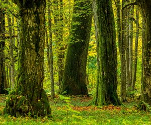 Puszcza Białowieska