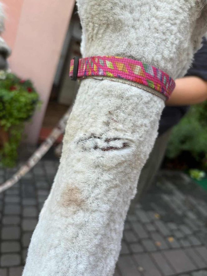 Agresywne psy pogryzły alpakę w rybnickiej dzielnicy Kamień