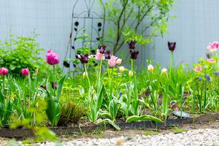 Jakie odmiany tulipanów wybrać i jak o nie dbać? Wideo Murator Ogroduje