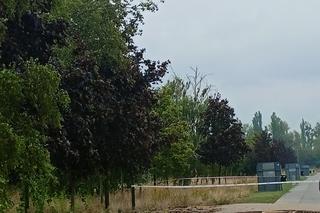 Awaria wodociągowa w Poznaniu