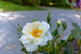 Zachwycająca przyroda i miejsca w Busku-Zdroju