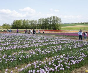 Świto Tulipanów 2025