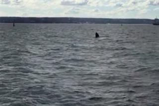 Wieloryb na Westerplatte! [ZDJĘCIA]