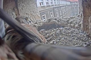 Sokoły pustułki w szczecińskim magistracie