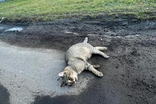 Weterynarze ratują kota Abi