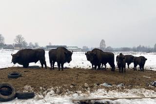 Żubry wyjadają nam jedzenie