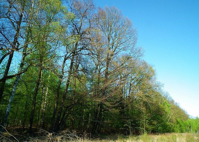 Rezerwat Cisy koło Sierakowa