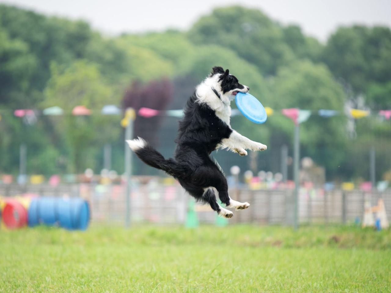Border collie: absorbujący przyjaciel