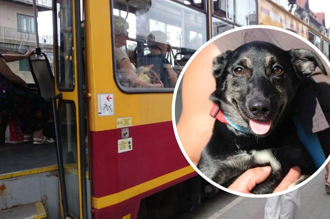 ŁÓDŹ. Motorniczy zatrzymał tramwaj, bo kobieta znęcała się nad psem. Lusia została wyrwana z jej rąk, teraz SZUKA DOMU!