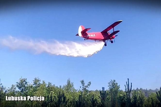 Eksplodujące bomby pod Świebodzinem. Pożar lasu zdetonował 18 niewybuchów! 