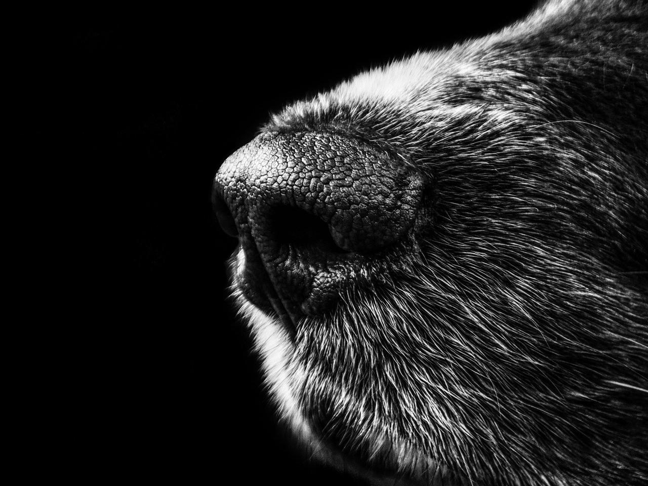 Łomża: Mężczyzna już wcześniej brutalnie znęcał się nad psem! Znamy ustalenia prokuratury