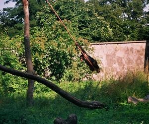 Powódź tysiąclecia we Wrocławiu. Zobacz, jak ratowano zoo przed wielką wodą 