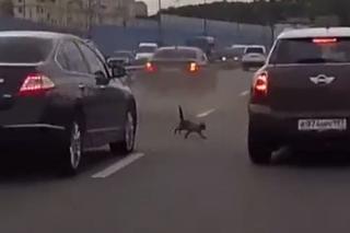 Ten kot wykorzystał limit żyć! Lawirował między autami na autostradzie - WIDEO
